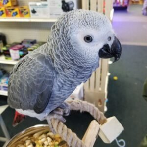 4 Months Old Female African Grey Parrots