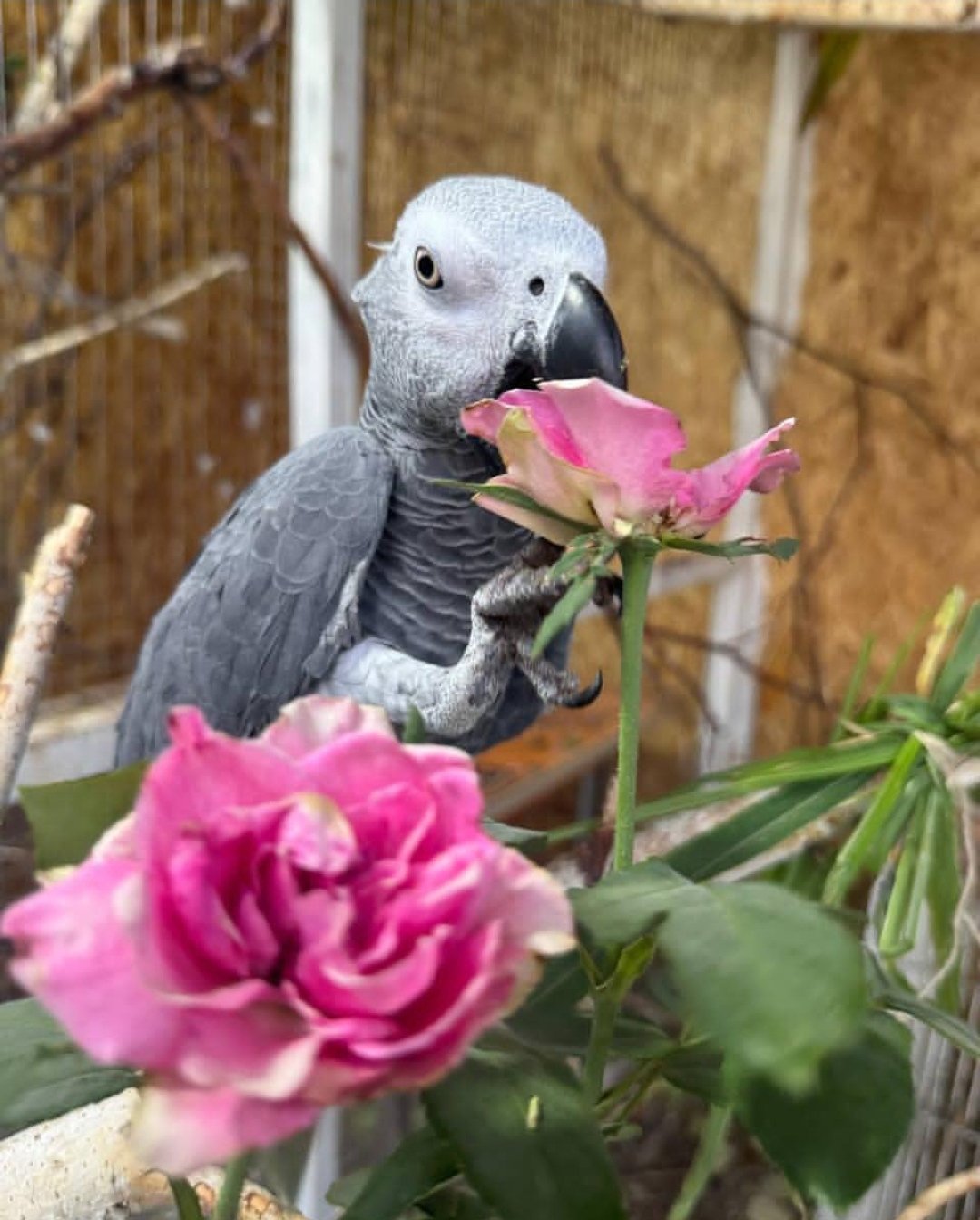 African Grey Parrots - Image 3
