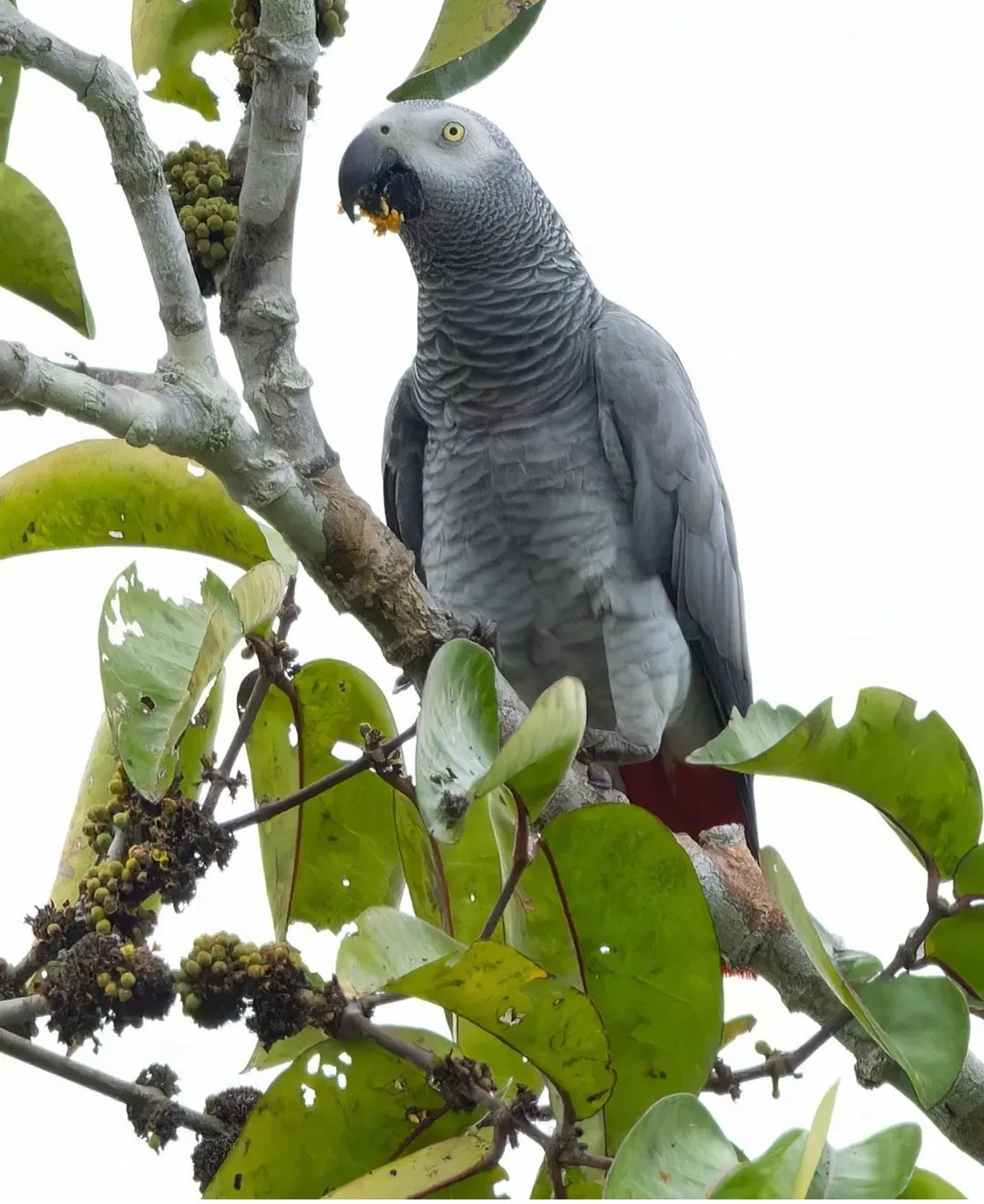African Grey Parrots - Image 2