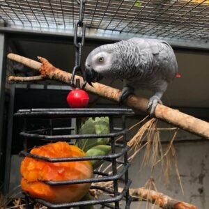 African Grey Parrots