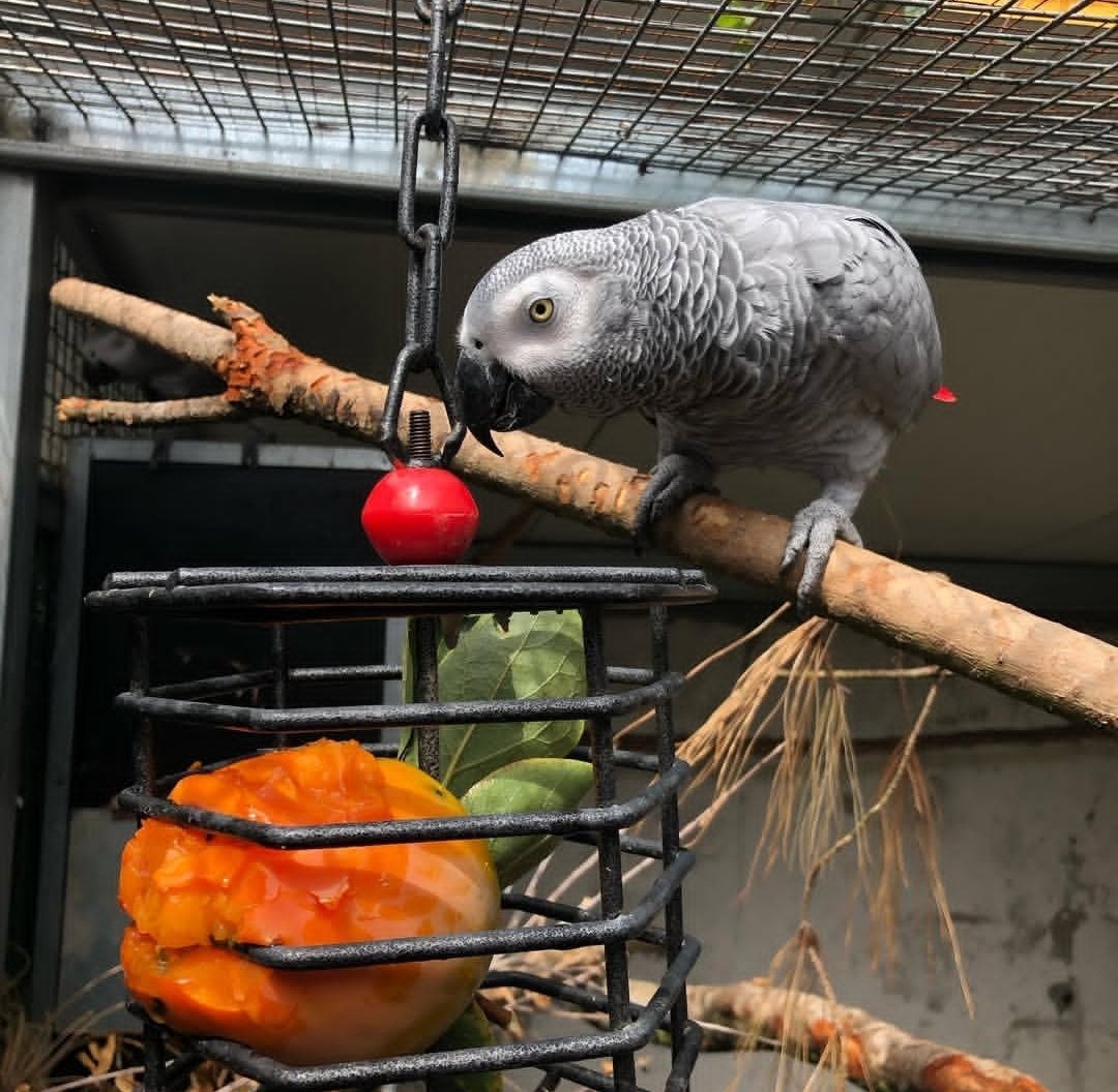 African Grey Parrots