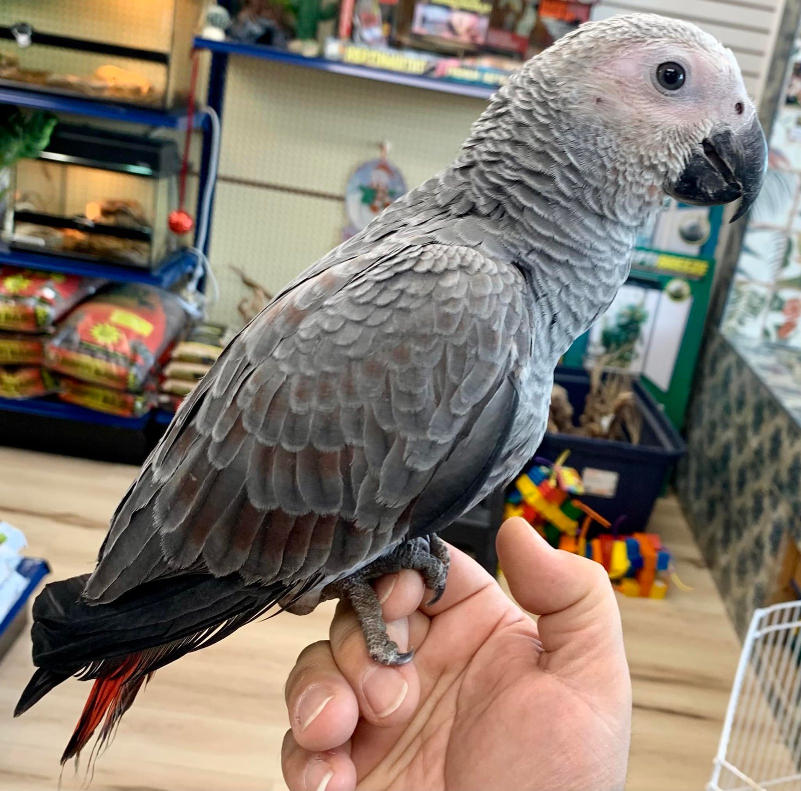 Pair Red Factor African Grey Parrots for sale - Image 2