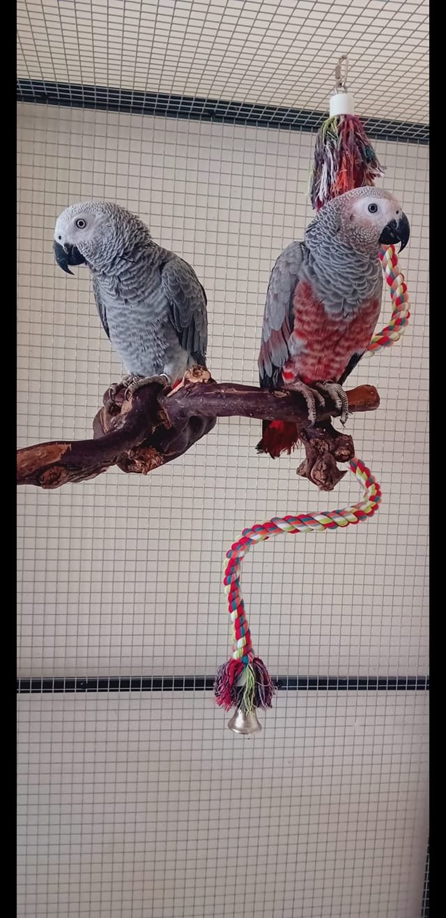 Pair Red Factor African Grey Parrots for sale - Image 3