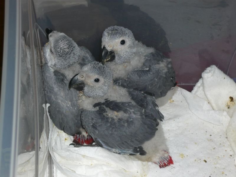 Baby African Grey Parrots