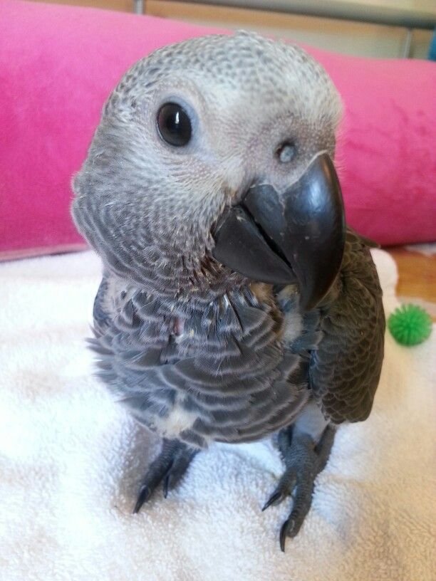 Baby African Grey Parrots - Image 3