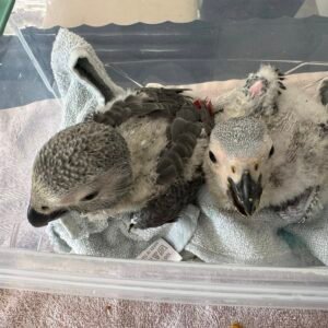 African Grey Parrot Babies