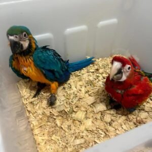 Baby Macaw Parrots