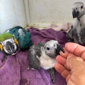 Baby Parrots