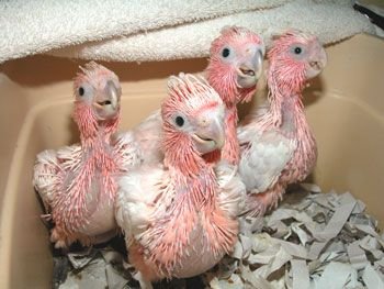 Baby Cockatoo Parrots - Image 2