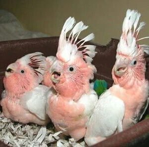 Baby Cockatoo Parrots