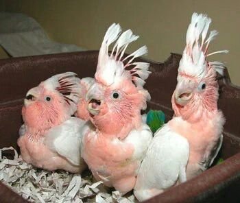 Baby Cockatoo Parrots