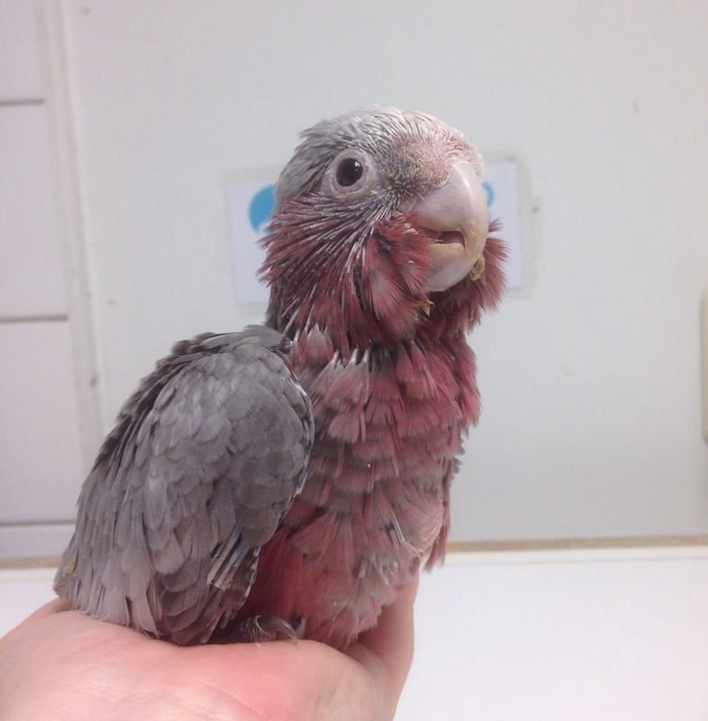 Baby Cockatoo Parrots - Image 3