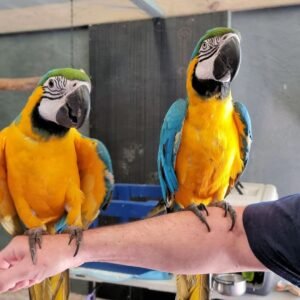 Blue and Gold Macaw Parrot