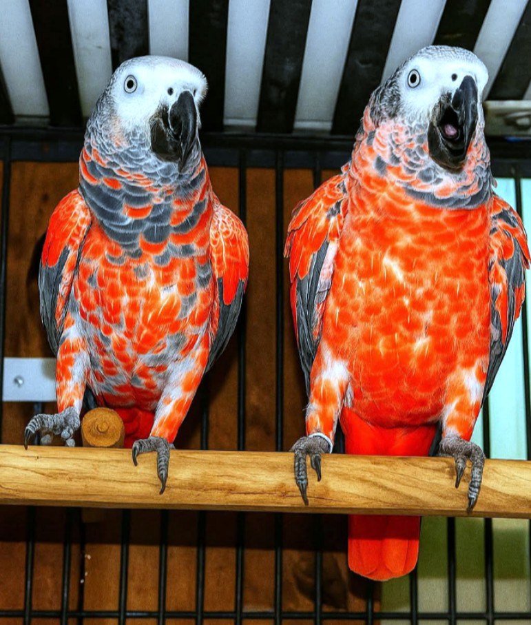 Pair Red Factor African Grey Parrots