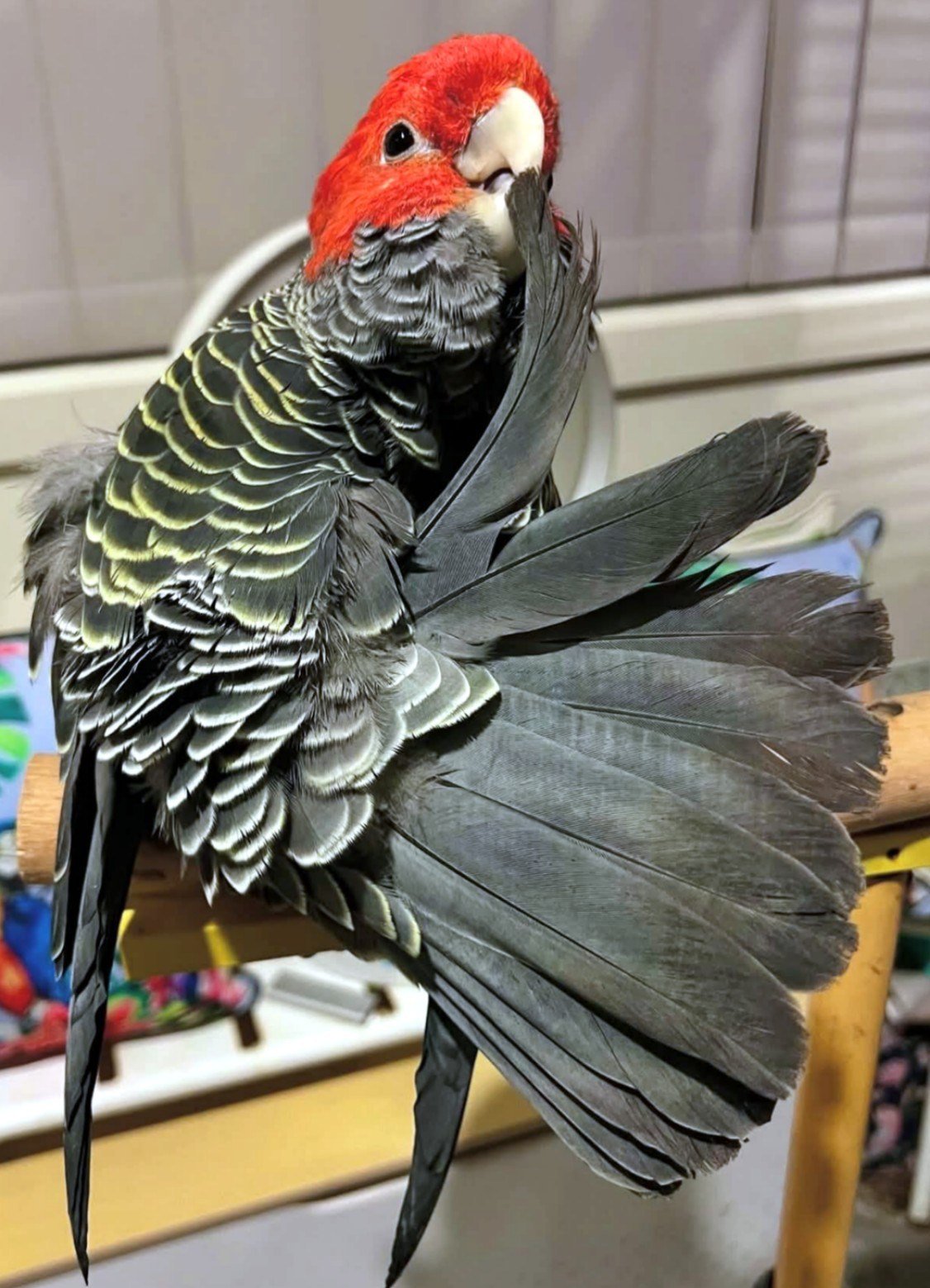 Red Factor African Grey Parrots for Sale - Image 3