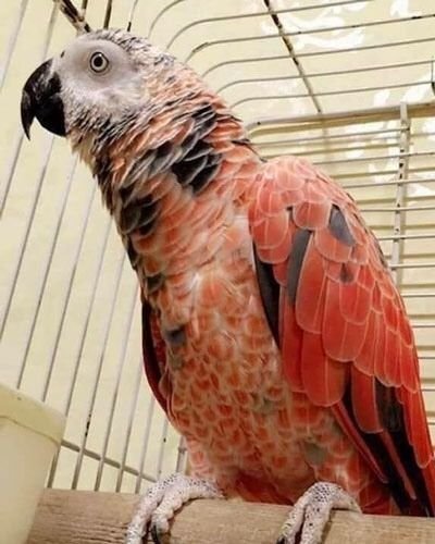 Red Factor African Grey Parrots
