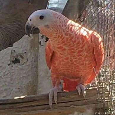 Red Factor African Grey Parrots for Sale - Image 2