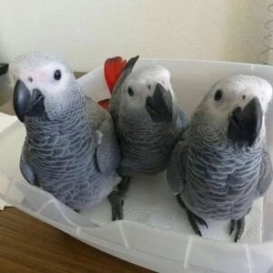 12 Months Old Triplet African Grey Parrots