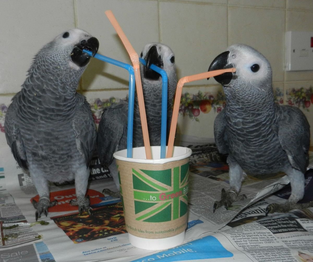 12 Months Old Triplet African Grey Parrots for sale - Image 2